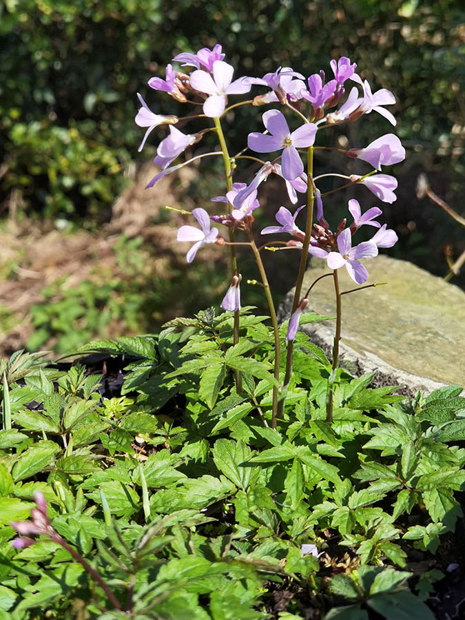 Cardamine pentaphyllos